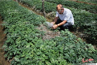 山東榮成 全國參茸產業專家齊聚一堂，為西洋參種植把脈問診