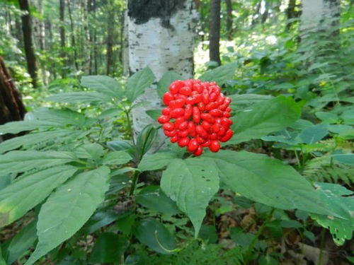 通化人參產業上半年綜合產值突破200億元，西洋參成重要增長點
